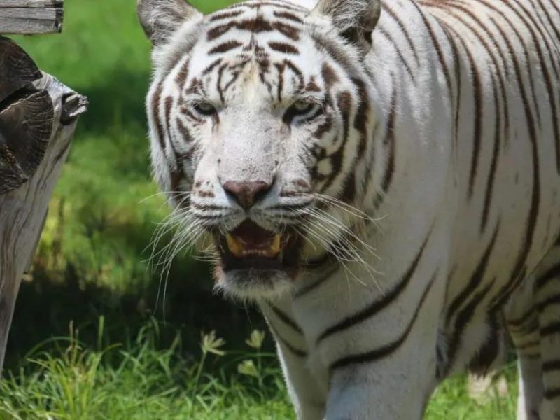 艾因动物园推出新项目：能够和老虎玩拔河！