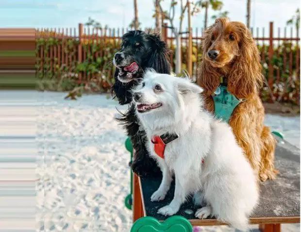迪拜开放最新的狗狗公园