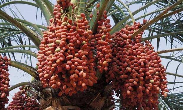 在中国“不值钱”的水果，在迪拜却被土豪追捧，一般人还吃不起