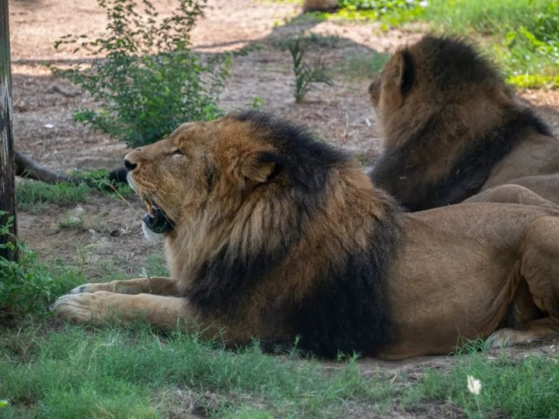 迪拜野生动物园将在9月27日重新开放